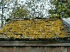 roof moss decay rot damage